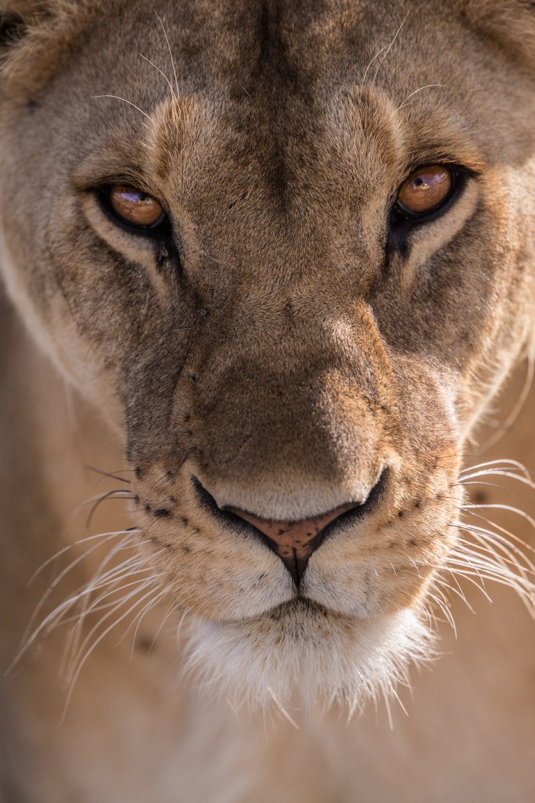 Close up of a lion