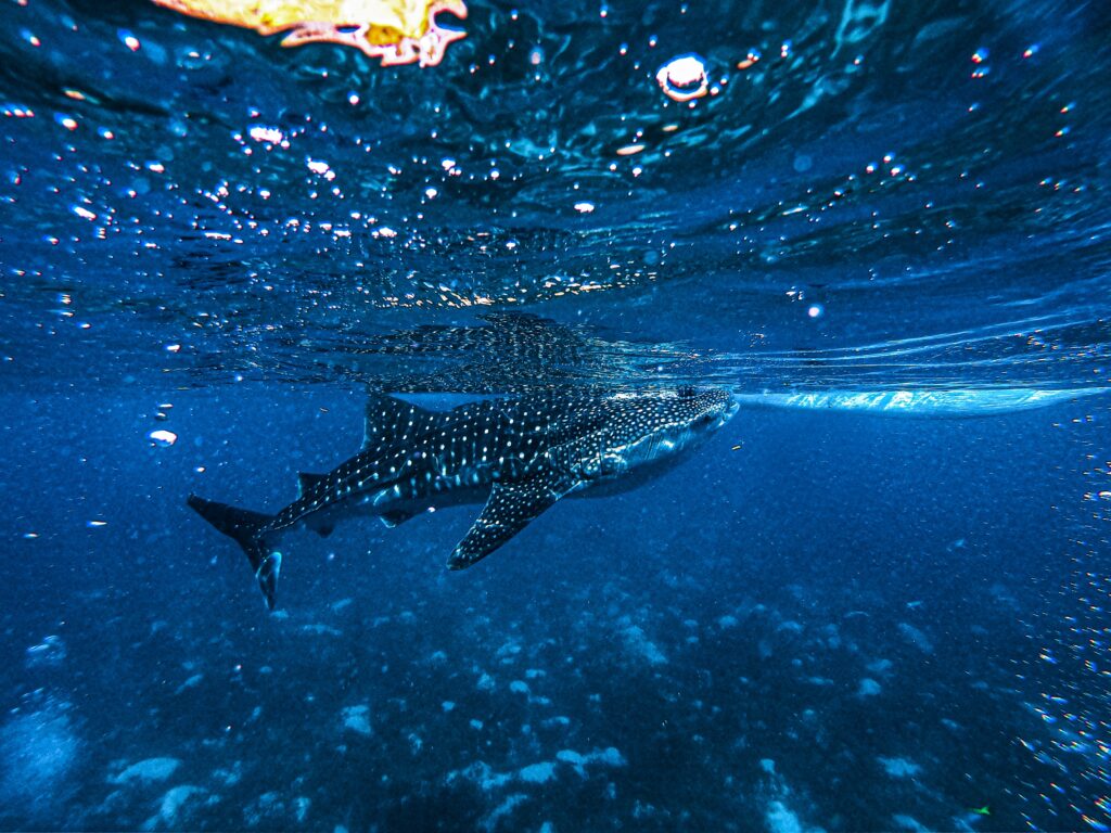 a whale shark underwater