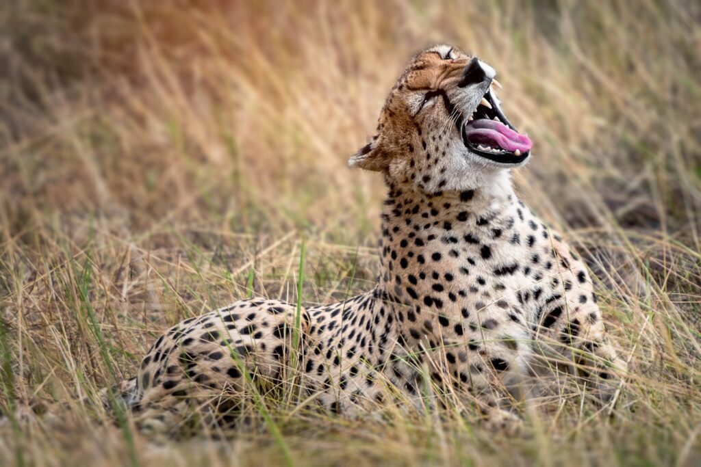 A cheetah lying in the grass after a meal