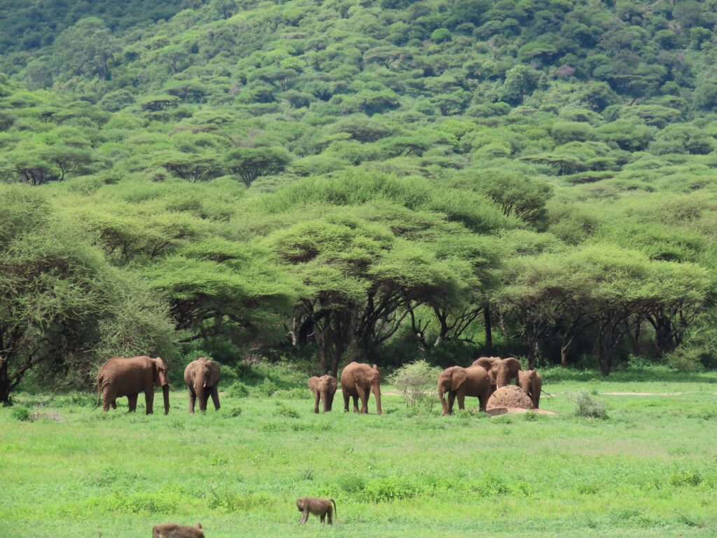 Elephants which make up part of the Big Five are seen in Tanzania's national parks