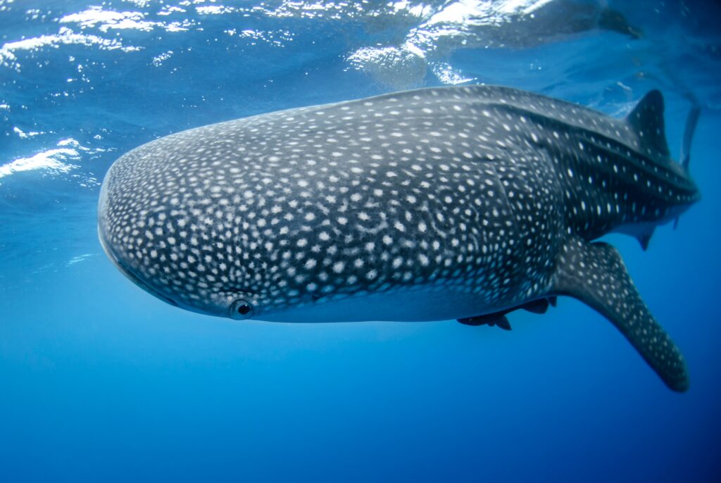 A whale shark swimming in the Indian Ocean coast of Tanzania